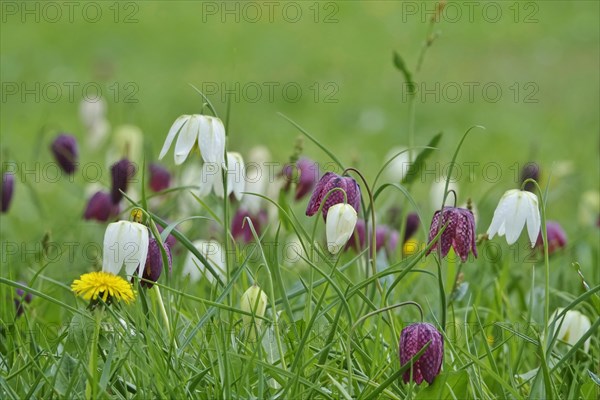 Charming chequerboard flower, spring, Germany, Europe