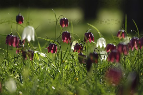 Enchanting chequerboard flowers, April, Germany, Europe