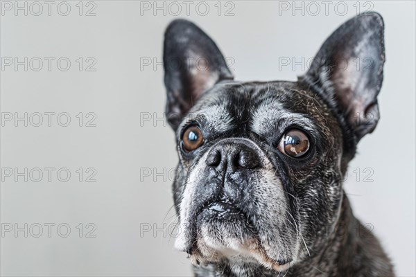 Close up of very old French Bulldog dog with gray hair on white background. KI generiert, generiert, AI generated
