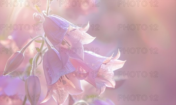 Close-up of a bellflower in soft light, closeup view, selective focus, spring background AI generated