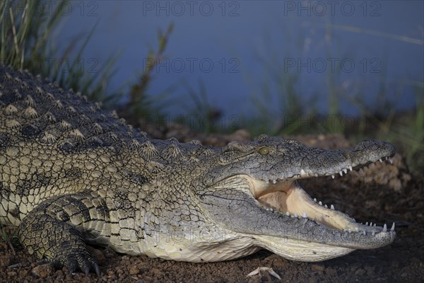 Nile crocodile (Crocodylus niloticus) Mziki Private Game Reserve, North West Province, South Africa, Africa