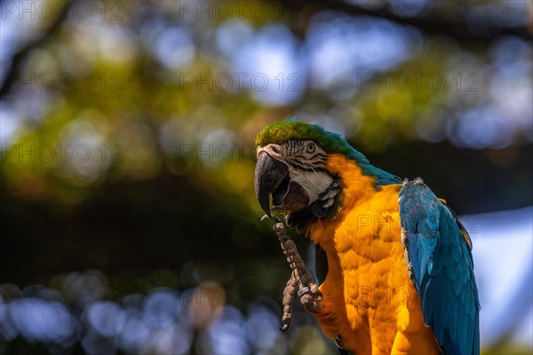 Portrait of a parrot. Beautiful shot of the animals in the forest on Guadeloupe, Caribbean, French Antilles