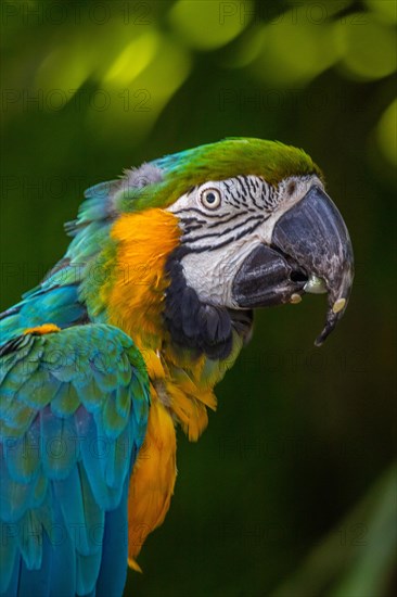 Portrait of a parrot. Beautiful shot of the animals in the forest on Guadeloupe, Caribbean, French Antilles