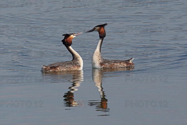 Great crested grebe two adult birds in water with mirror image swimming towards each other