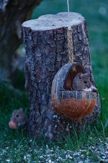 Forest mouse two mice holding food in hands in food bowl sitting on tree trunk looking from front right and sitting in green grass looking from front left