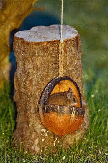 Wood mouse sitting in food bowl in front of tree trunk, looking right