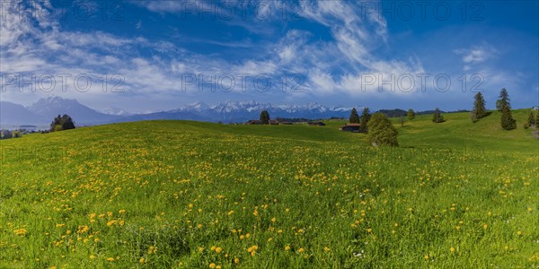 Common dandelion (Taraxacum sect. Ruderalia) in spring, meadow near Rieden am Forggensee, Ostallgaeu, Allgaeu, Bavaria, Germany, Europe