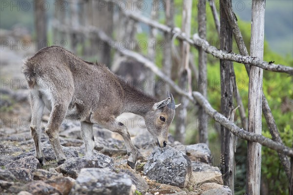 Nilgiri tahr (Nilgiritragus hylocrius, until 2005 Hemitragus hylocrius) or endemic goat species in Eravikulam National Park, juvenile, Kannan Devan Hills, Munnar, Kerala, India, Asia