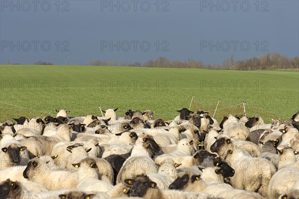Black-headed domestic sheep (Ovis gmelini aries) waiting in the pen for the new pasture, Mecklenburg-Vorpommern, Germany, Europe