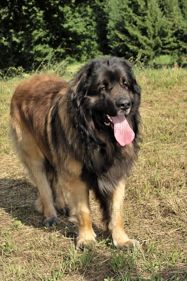 A single Leonberger dog stands on grass with his tongue out, Leonberger dog, Schwaebisch Gmuend, Baden-Wuerttemberg, Germany, Europe