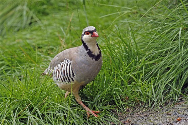 Rock partridge (Alectoris graeca), mountains