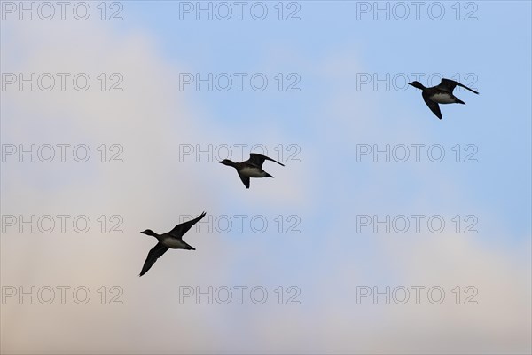 Eurasian wigeon (Anas penelope), small flock in flight, Laanemaa, Estonia, Europe