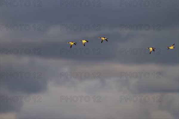 Red-breasted Merganser (Mergus serrator), small flock in flight in front of dark clouds, Laanemaa, Estonia, Europe