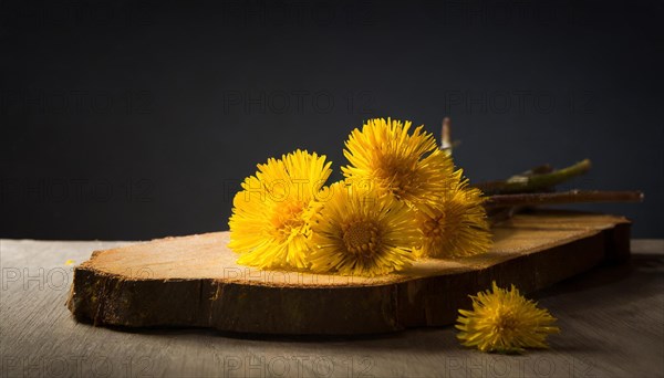 An arrangement of coltsfoot flowers on a round wooden cutting board in a dark setting, medicinal plant coltsfoot, Tussilago farfara, KI generated, AI generated