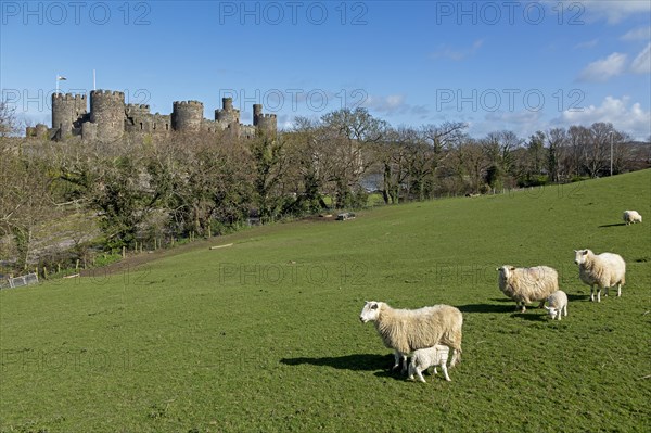 Sheep, lambs, castle, Conwy, Wales, Great Britain