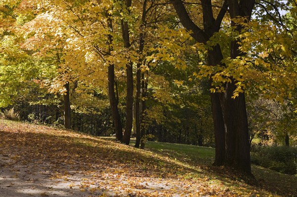 Silhouetted yellow Acer, Maple trees and fallen leaves on ground in sloped residential backyard in autumn, Quebec, Canada, North America