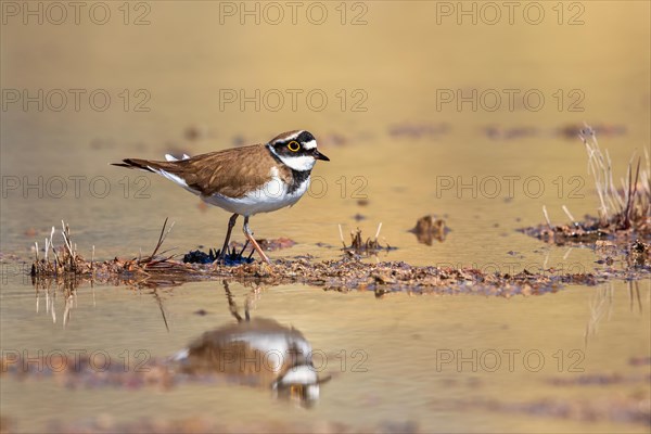 Little ringed plover (Charadrius dubius) walking in the water with reflections