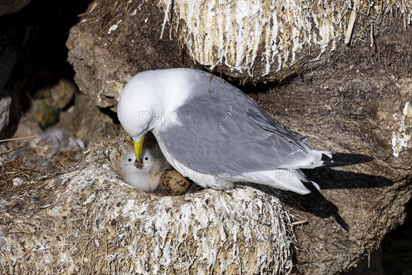 Black-legged kittiwake (Rissa tridactyla) with chick and egg sitting on nest, Varanger, Finnmark, Norway, Europe