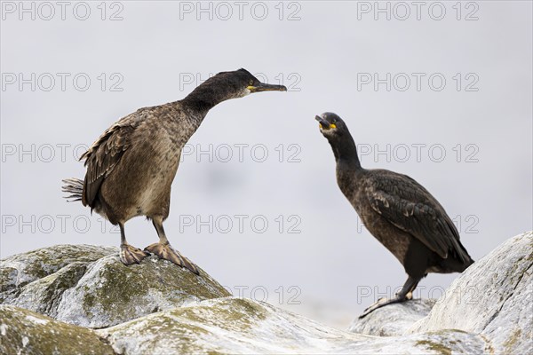 Common shag (Phalacrocorax aristotelis), two juvenile birds looking at each other, Hornoya Island, Vardo, Varanger, Finnmark, Norway, Europe