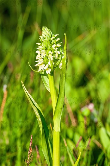 Yellow early marsh-orchid (Dactylorhiza incarnata subsp. ochroleuca) in bloom on a wet meadow