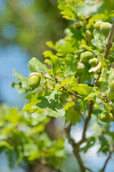 Detailed photograph of green acorns, unripe fruits of the English oak (Quercus pedunculata) or summer oak or english oak (Quercus robur), oak leaves, leaves with blurred background, Niederhaverbeck, hike to Wilseder Berg, nature reserve, Lueneburg Heath nature park Park, Lower Saxony, Germany, Europe