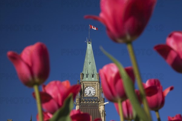 Close-up of Peace Tower with clock face through red Tulipa, Tulips in spring, Parliament Hill, Ottawa, Ontario, Canada, North America