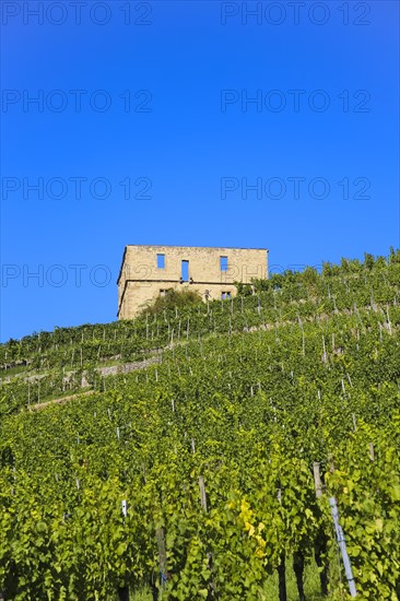 Yburg, Y-Burg, Yberg, Eibenburg, ruins of a hillside castle, historic building, built in the early 14th century, excursion destination, vineyard, Stetten vineyards, plants, Kernen im Remstal, Rems-Murr-Kreis, Baden-Wuerttemberg, Germany, Europe