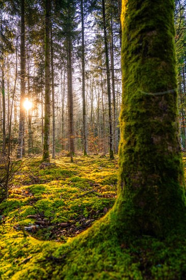 Sunbeams shine through the forest, illuminating the moss on the trees and creating a peaceful atmosphere, Gechingen, Black Forest, Germany, Europe