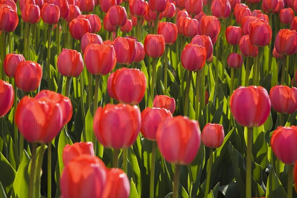 Close-up of backlit bright red Tulipa, Tulips in flower bed in spring, Ottawa, Ontario, Canada, North America
