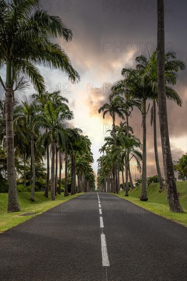 The famous palm avenue l'Allee Dumanoir. Landscape shot from the centre of the street into the avenue. Taken during a fantastic sunset. Grand Terre, Guadeloupe, Caribbean, North America