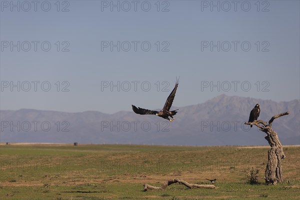 Iberian Eagle, Spanish Imperial Eagle (Aquila adalberti), Extremadura, Castilla La Mancha, Spain, Europe