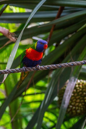 Portrait of a loris, parrot. Beautiful shot of the animals in the forest on Guadeloupe, Caribbean, French Antilles