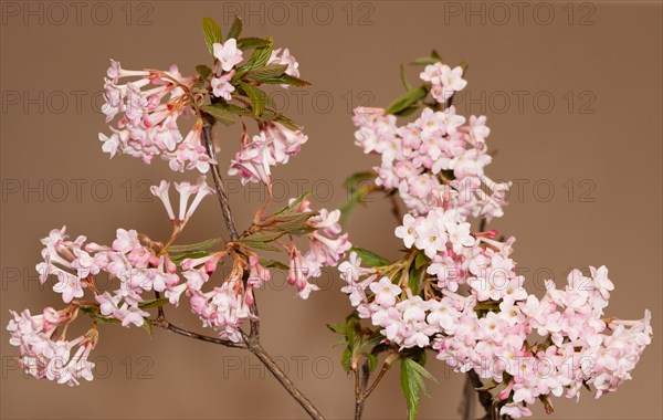 Pink scented snowball (Viburnum farreri) in macro