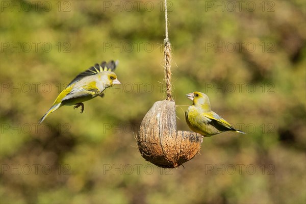 Greenfinch two birds with food in beak sitting on feeding dish left looking and flying with open wings to feeding dish right looking