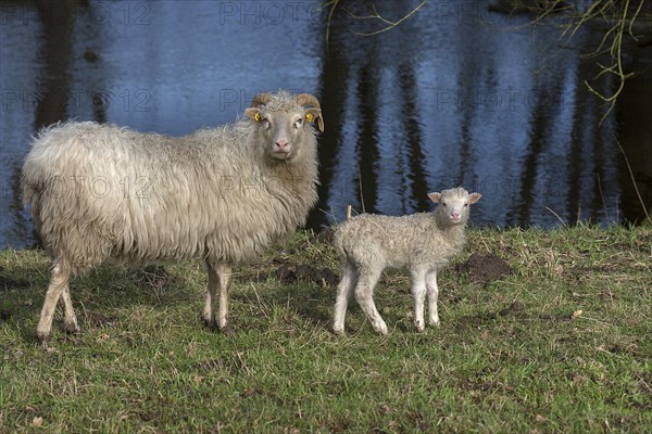 Horned moorland cuckoo (Ovis aries) with its lamb grazing on a pond, Mecklenburg-Western Pomerania, Germany, Europe