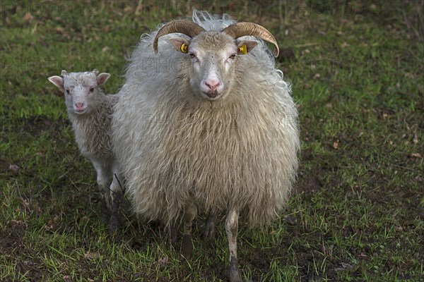 Horned moorland sheep (Ovis aries) with their lamb on the pasture, Mecklenburg-Western Pomerania, Germany, Europe