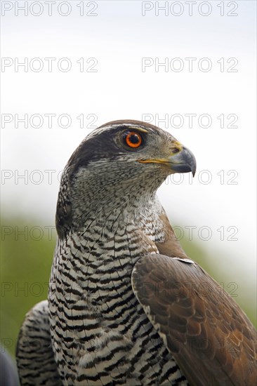 Northern goshawk (Accipiter gentilis)