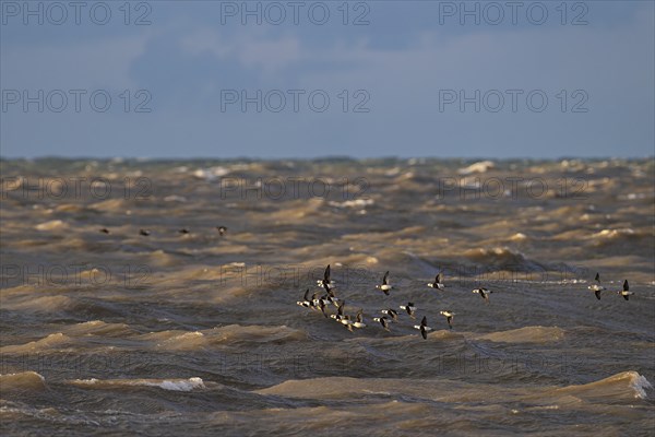 Long-tailed duck (Clangula hyemalis), small flock in flight over turbulent sea, Laanemaa, Estonia, Europe