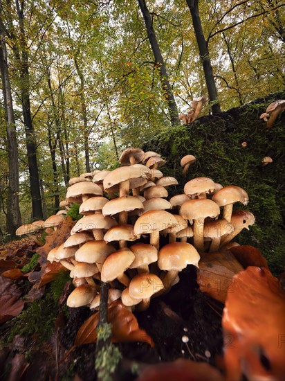 Group of green-leaved sulphur-head (Hypholoma fasciculare) growing on a tree trunk, North Rhine-Westphalia, Germany, Europe