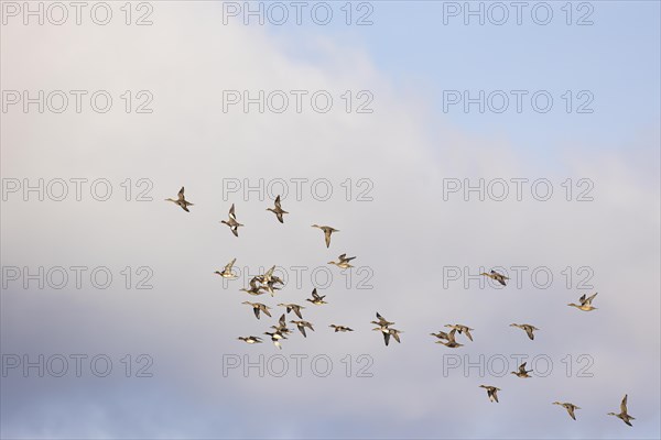 Gadwall (Anas strepera) and wigeon (Anas penelope), small flock in flight, Laanemaa, Estonia, Europe