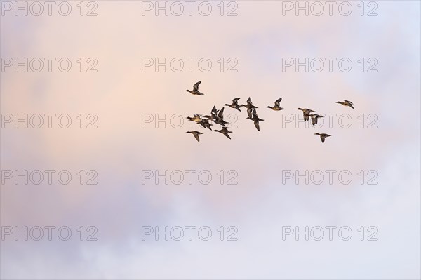 Eurasian wigeon (Anas penelope), small flock in flight, Laanemaa, Estonia, Europe