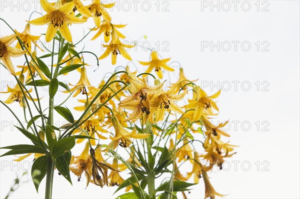 Close-up of yellow Lilium, Lily flowers against a white overcast sky background in summer, Quebec, Canada, North America