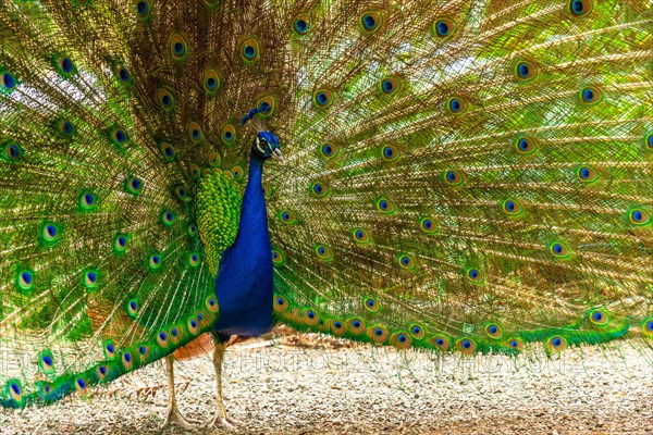 Detail of a male Indian peacock open because he is in heat looking for females