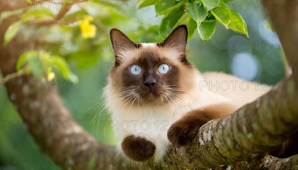 AI generated, animal, animals, mammal, mammals, cat, felidae (Felis catus), a cat resting on a tree