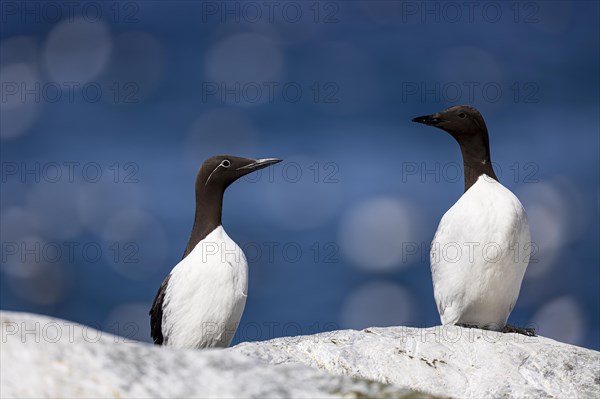 Common guillemot (Uria aalge), breeding pair on white rock, Hornoya Island, Vardo, Varanger, Finnmark, Norway, Europe