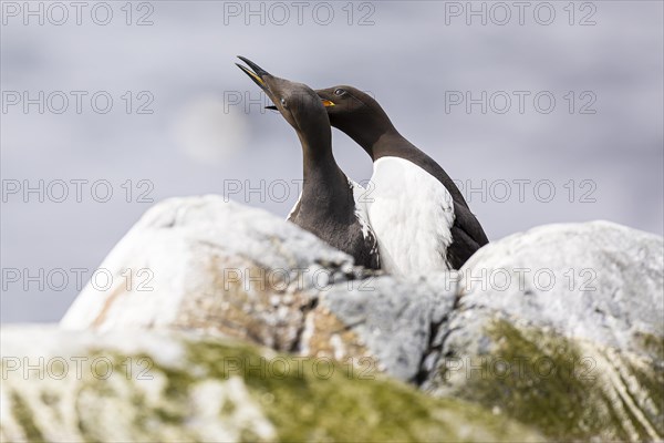 Common guillemot (Uria aalge), breeding pair grooming each other, Hornoya Island, Vardo, Varanger, Finnmark, Norway, Europe