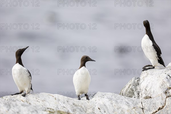 Common guillemot (Uria aalge), three adult birds on rock, Hornoya Island, Vardo, Varanger, Finnmark, Norway, Europe