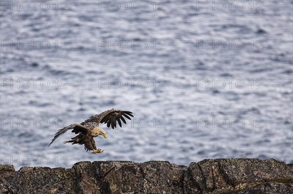 White-tailed eagle (Haliaeetus albicilla), adult bird landing on rocks, Varanger, Finnmark, Norway, Europe
