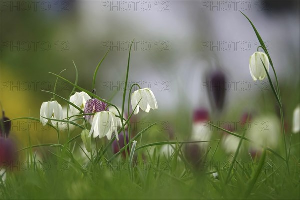 Charming chequerboard flower, spring, Germany, Europe