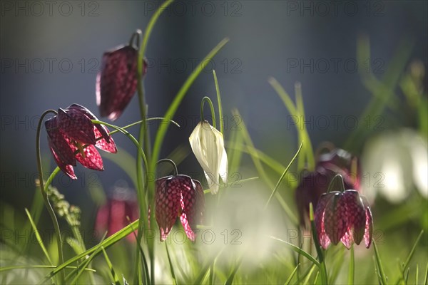 Enchanting chequerboard flowers, April, Germany, Europe